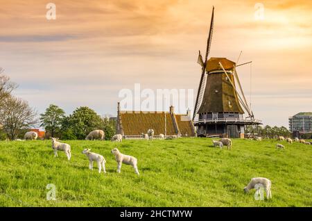 Coucher de soleil sur un moulin à vent et moutons sur la digue à Medemblik, pays-Bas Banque D'Images