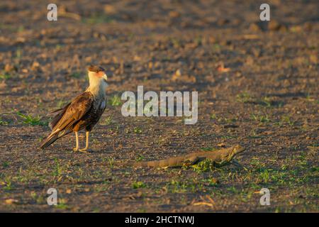 Caracara à crête (Caracara plancus) trainant une Iguana verte (Iguana iguana) Banque D'Images