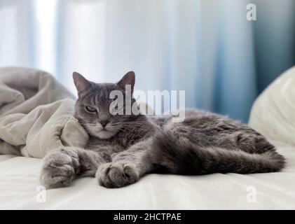 Un beau chat gris est couché sur le lit du propriétaire, confortablement installé, avec ses pattes étirées. Banque D'Images