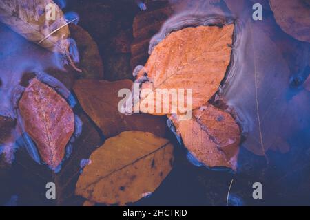 feuilles d'automne dans l'eau. vie mystérieuse et sombre, saison d'automne. pluie et flaque avec feuilles de hêtre. temps pluvieux. toile de fond d'automne. vue du dessus, copie sp Banque D'Images