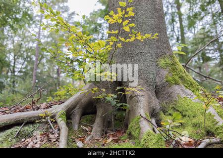 le jeune hêtre pousse sous l'ancien arbre Banque D'Images