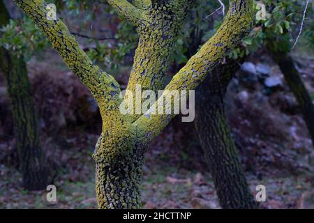 Patchs de mousse sur un tronc d'arbre humide à l'heure d'hiver. Banque D'Images