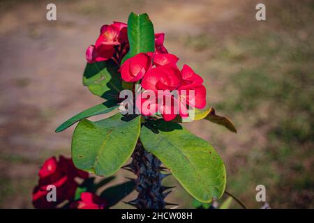 Rouge Euphorbia Mili des Moul connu sous le nom de CROWN of Thorns, Christ Thorn fleur arbre dans un parc Banque D'Images