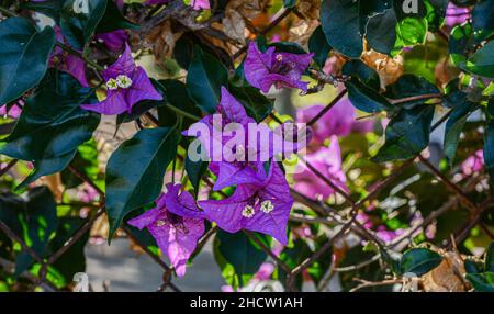 Bougainvilliers violets frais fleuris en pleine floraison par temps ensoleillé Banque D'Images