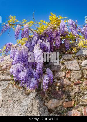 La wisteria fleurit sur un mur en pierre.Blauregen hängt über eine Steinmauer Banque D'Images