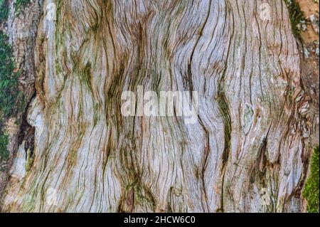 Intérieur d'un ancien tronc d'arbre.La texture du bois et les endroits couverts de mousse sont clairement visibles Banque D'Images