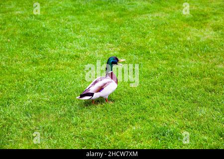 canard à tête verte de canard colvert avec un bec et des ailes de plumes se tient avec ses pattes dans l'herbe verte sur la pelouse du paysage dans un parc naturel an Banque D'Images