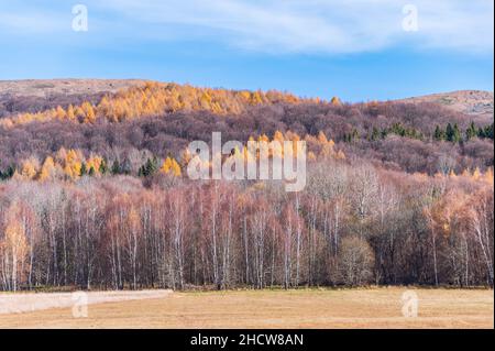 Saison d'automne dans les montagnes de Bieszczady, arbres colorés avec des feuilles d'automne.Parc national de Bieszczady, Podkarpackie Voivodeship, Pologne, Europe. Banque D'Images