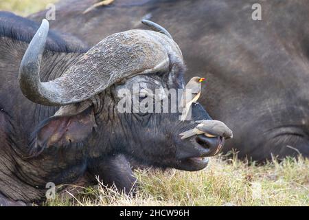 Deux boeufs à bec jaune, Buphagus africanus, assis sur le nez d'un buffle africain, Syncerus caffer. Banque D'Images