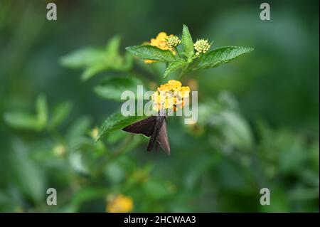 Grand papillon accroché à une fleur jaune Banque D'Images