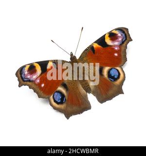 papillon dans de belles couleurs, isolé sur un fond blanc Banque D'Images