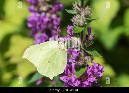 Le papillon de Brimstone (Gonepteryx rhamni) se nourrit de Loosestrife violet Banque D'Images