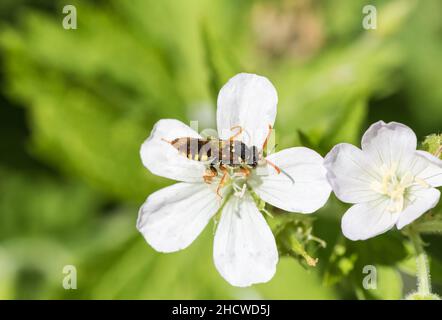 L'abeille nomade de Gooden (Nomada goodeniana) se nourrissant sur le Campion blanc Banque D'Images