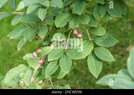 Graines d'un arbre de broche (Euonymus sp.) Banque D'Images