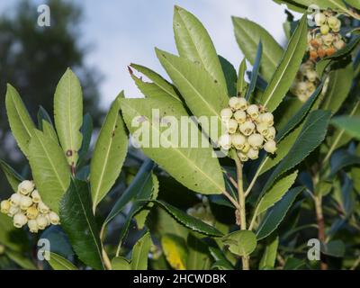 Fleurs blanches en forme de cloche sur Arbutus unedo, arbre de fraise, gros plan, croissant de façon sauvage dans la forêt de Dalmatie, Croatie Banque D'Images