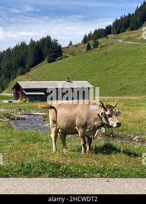 Une vache debout devant un chalet dans les montagnes suisses Banque D'Images