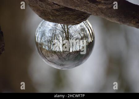 Vues alternatives dans une forêt vue à travers une boule de cristal. Banque D'Images