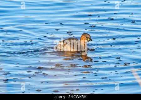 Un petit grèbe (Tachybaptus ruficollis), également connu sous le nom de dabchick, est un membre de la famille des grèbe d'oiseaux aquatiques Banque D'Images