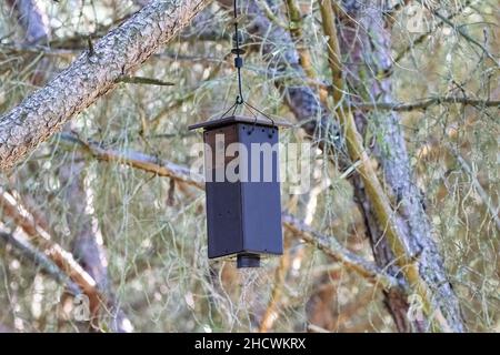 Nest oiseau en bois suspendu d'un pin Banque D'Images