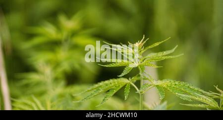 Légal marijuana verte feuilles de cannabis poussant à la ferme en été, magnifique fond de cannabis. Culture de fond. Culture de marijuana Banque D'Images