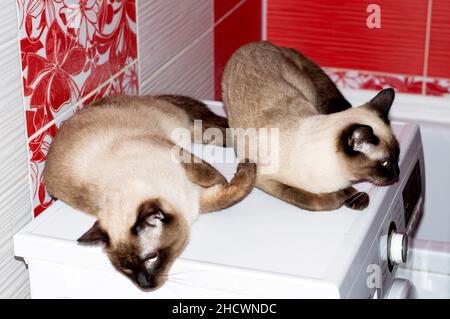 Point de sceau Thai chat et chat sont couchés dans une salle de bains rouge, chats, chatons et chats dans la maison, les animaux de compagnie leurs photos et leur vie Banque D'Images