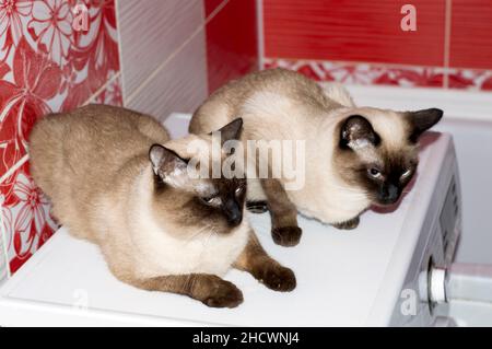 Paire de chat siamois et un chat point de sceau de couleur assis dans une salle de bains rouge, chats, chatons et chats dans la maison, les animaux de compagnie leurs photos et leur vie Banque D'Images