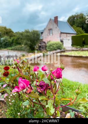 Veules les Roses, France - 30 juillet 2021 : roses en fleurs et moulin traditionnel au bord de la rivière Veules à Veules-les-Roses, une des plus belles Villa Banque D'Images