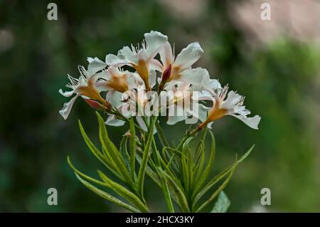 Gros plan de la fleur d'oléander beige ou de la fleur d'oléander Nerium, Sofia, Bulgarie Banque D'Images