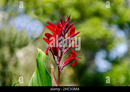 Photo de gladiolus rouge dans le jardin, Sofia, Bulgarie Banque D'Images