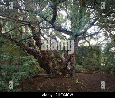 Le Fortingall Yew, probablement le plus vieux arbre du Royaume-Uni, âgé de 2000 à 3000 ans.Ce spécimen de l'European Yew (Taxus baccata) est situé Banque D'Images