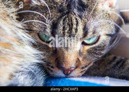 Chat regardant avec l'expression du mal Banque D'Images