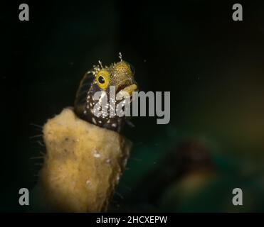 La secrétaire Blenny (canthemblemaria maria) sur le récif au large de l'île néerlandaise de Saint-Martin, dans les Caraïbes Banque D'Images