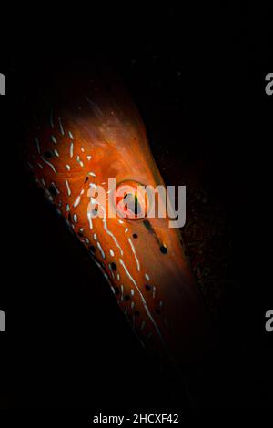 Les couleurs en gros plan d'un poisson-fond (Aulostomus maculatus) sur le récif au large de l'île hollandaise de St Maarten, dans les Caraïbes Banque D'Images