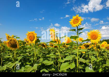 Paysage avec tournesols dans le Lot-et-Garonne français Banque D'Images