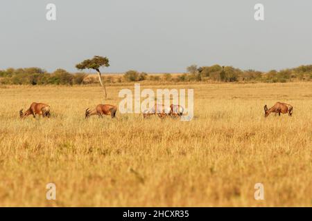 Coastal Topi - Damaliscus lunatus, antilope hautement sociale, sous-espèce de tsessebe commun, se trouvent au Kenya, autrefois trouvé en Somalie, à partir de brousse rougeâtre Banque D'Images