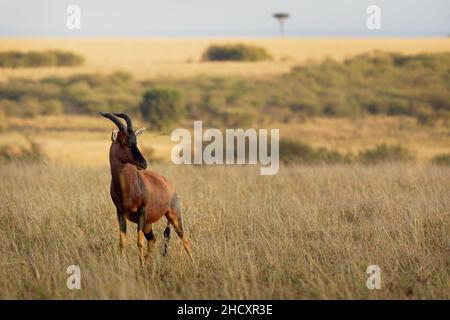 Coastal Topi - Damaliscus lunatus, antilope hautement sociale, sous-espèce de tsessebe commun, se trouvent au Kenya, autrefois trouvé en Somalie, à partir de brousse rougeâtre Banque D'Images