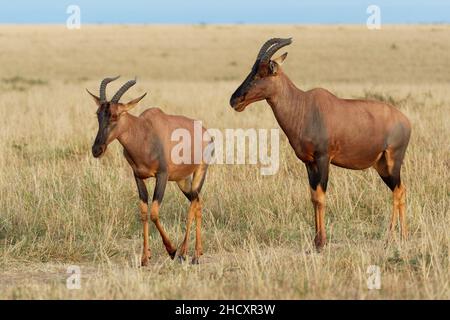 Coastal Topi - Damaliscus lunatus, antilope hautement sociale, sous-espèce de tsessebe commun, se trouvent au Kenya, autrefois trouvé en Somalie, à partir de brousse rougeâtre Banque D'Images