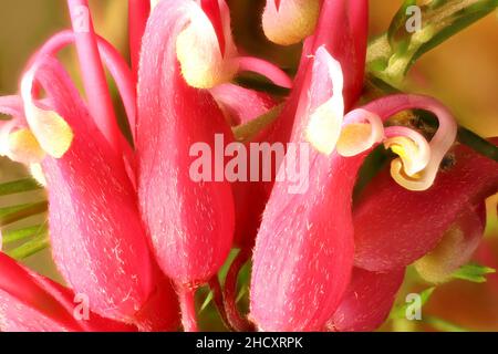 Super vue macro des fleurs de Grevillea 'Pink Pearl' Banque D'Images