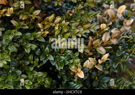 Gros plan du buisson vert permanent dans le jardin.Mur de buis dans des conditions naturelles.Nom de famille Buxaceae, Nom scientifique Buxus.Mise au point sélective avec Banque D'Images