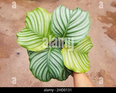 Belles grandes feuilles vertes de Calathea Orbifolia Banque D'Images