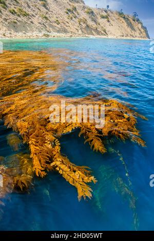 Une forêt de varech géant, Macrocystis pyrifera, flotte à la surface de l'île Catalina, Californie, États-Unis. Banque D'Images