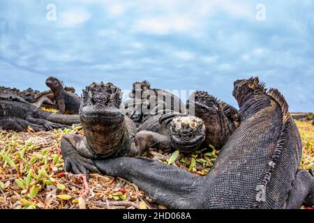 Ces iguanes marins, Amblyrhynchus cristatus, ont été photographiés pour se réchauffer après avoir ergé de l'océan après une matinée de se nourrir sous l'eau Banque D'Images