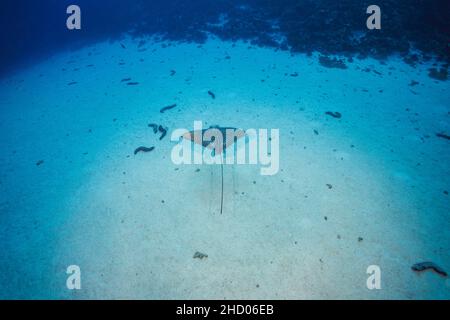 Les raies aigle tachetées, Aetobatis narinari, atteignent plus de six pieds en envergure et sont liées aux requins. Hawaï. Banque D'Images