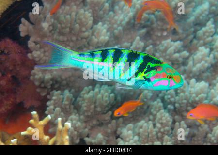 Un adulte sixbar wrasse, Thalassoma hardwicke, atteint 8 pouces de longueur, Fidji. Banque D'Images