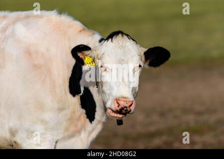 Vache laitière du Wisconsin parlant, bouche ouverte et montrant des dents, horizontale Banque D'Images