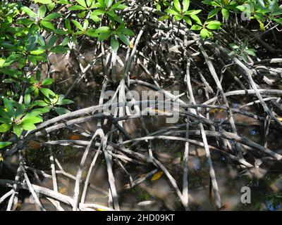 La mangrove est à l'origine de la boue inondée du parc forestier de Pranburi, débit d'eau naturel, Thaïlande Banque D'Images