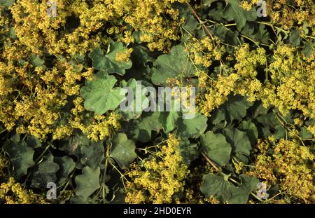 GROS PLAN D'ALCHEMILLA MOLLIS COMMUNÉMENT CONNU SOUS LE NOM DE LADYS-USINE DE MANTEAU. SOUVENT UTILISÉ COMME COUVERTURE DE SOL DANS LES JARDINS. Banque D'Images