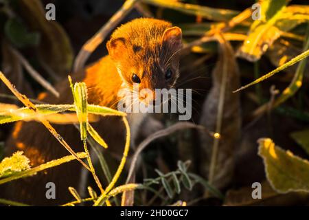 Mast weasel, Mustela nivalis, montagnes de Bieszczady, Pologne. Banque D'Images