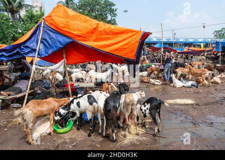 Kolkata, Bengale-Occidental, Inde - 11th août 2019 : les chèvres sont vendues sur le marché pendant 'Eid al-Adha' ou 'Fête du sacrifice' ou Eid Qurban. Banque D'Images
