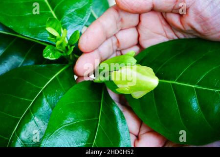 La fleur de Gandhoraj, Gardenia jasminoides, communément appelée gardenia, est une plante à fleurs. Vieille femme montrant le bourgeon de fleur dans son jardin. Banque D'Images